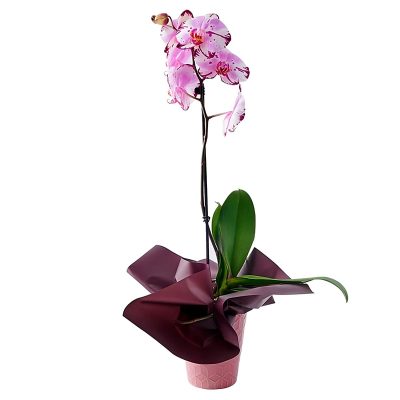 Орхидея в горшке "Пятнисто-розовая"